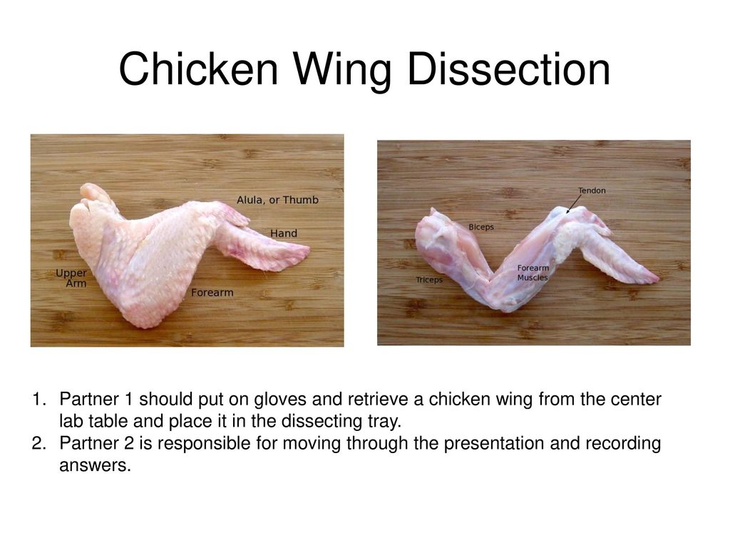 Chicken Wing Dissection Ppt Download