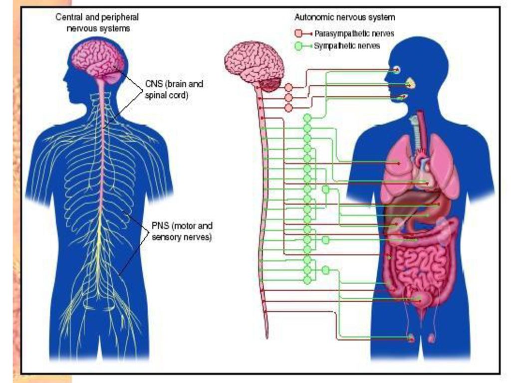 Sistem. Вегетативная нервная система. Peripheral nervous System. Мозг и нервная система. Human nervous System.