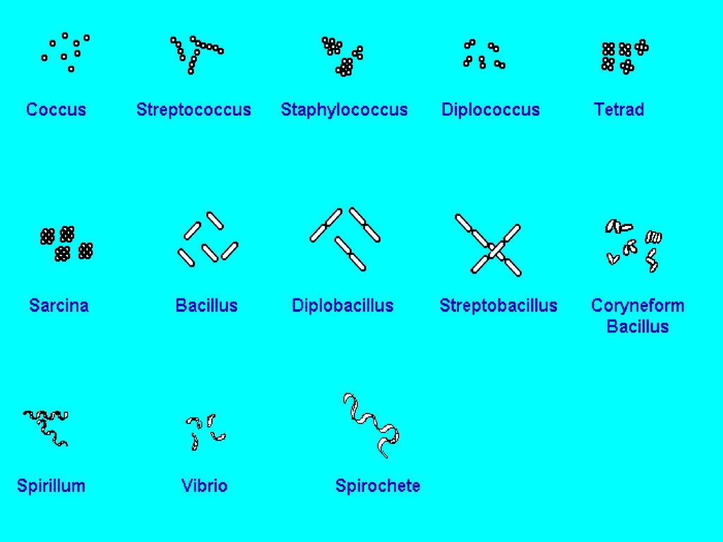 Назовите формы бактериальных клеток. Формы бактерий. Формы бактерий и их названия. Основные морфологические формы бактериальных клеток. Основные формы бактерий.