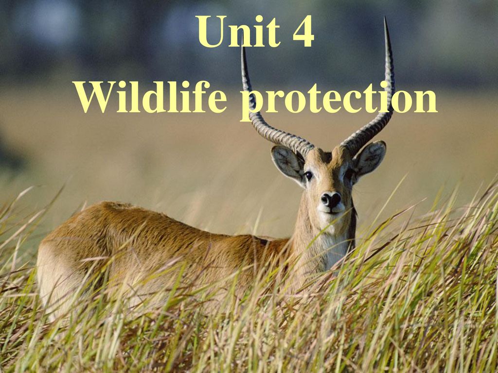 Unit 4 Wildlife protection. - ppt download