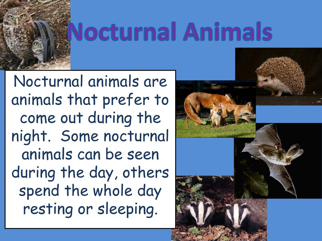 Nocturnal Animals Nocturnal animals are animals that prefer to come out  during the night. Some nocturnal animals can be seen during the day, others  spend. - ppt download