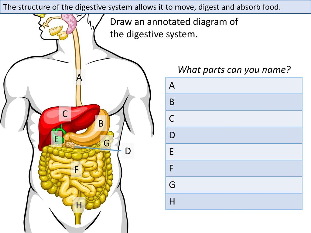 Update 207+ digestive system diagram sketch latest