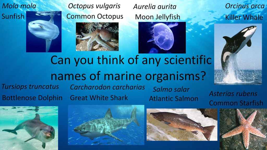 Can you think of any scientific names of marine organisms? - ppt download