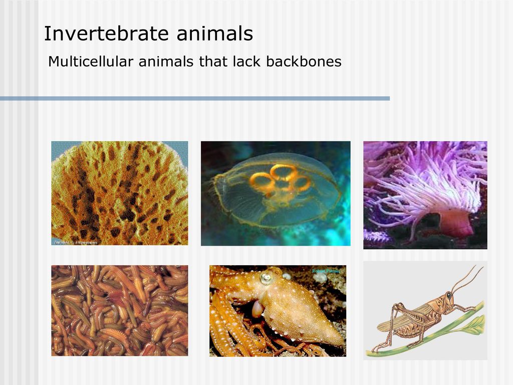Invertebrate animals Multicellular animals that lack backbones - ppt download Invertebrate animals Multicellular animals that lack backbones - ppt download