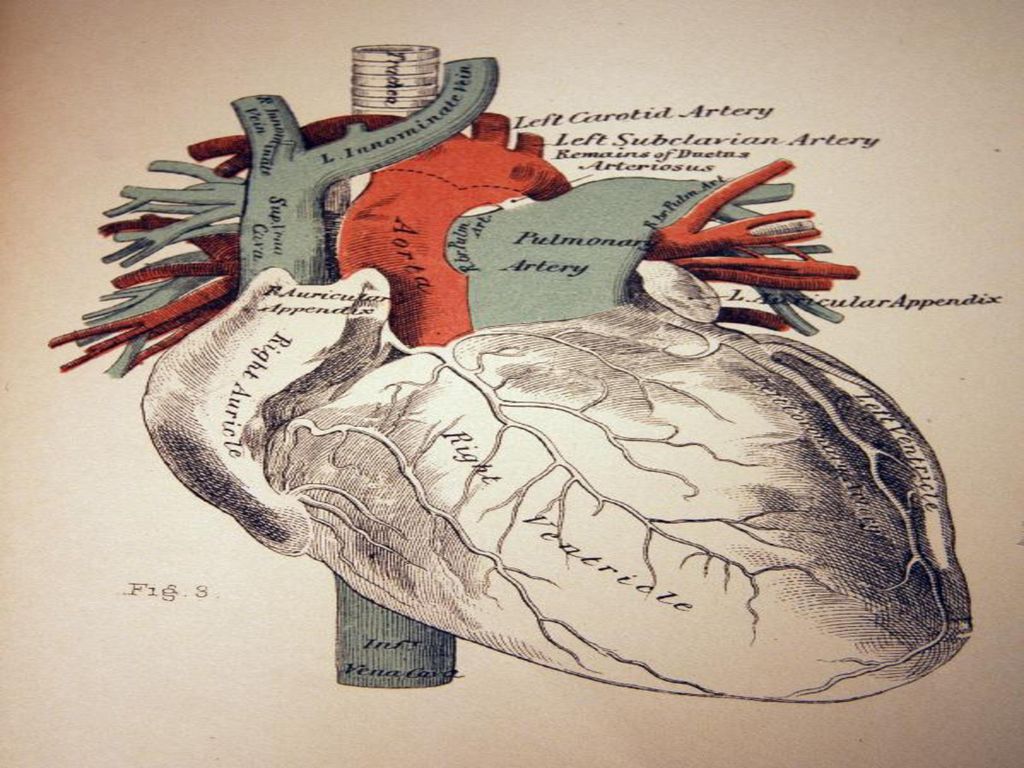 The Circulatory System - ppt download