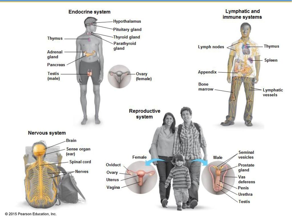 Structure and Function in Animal Tissues Biology Diagrams