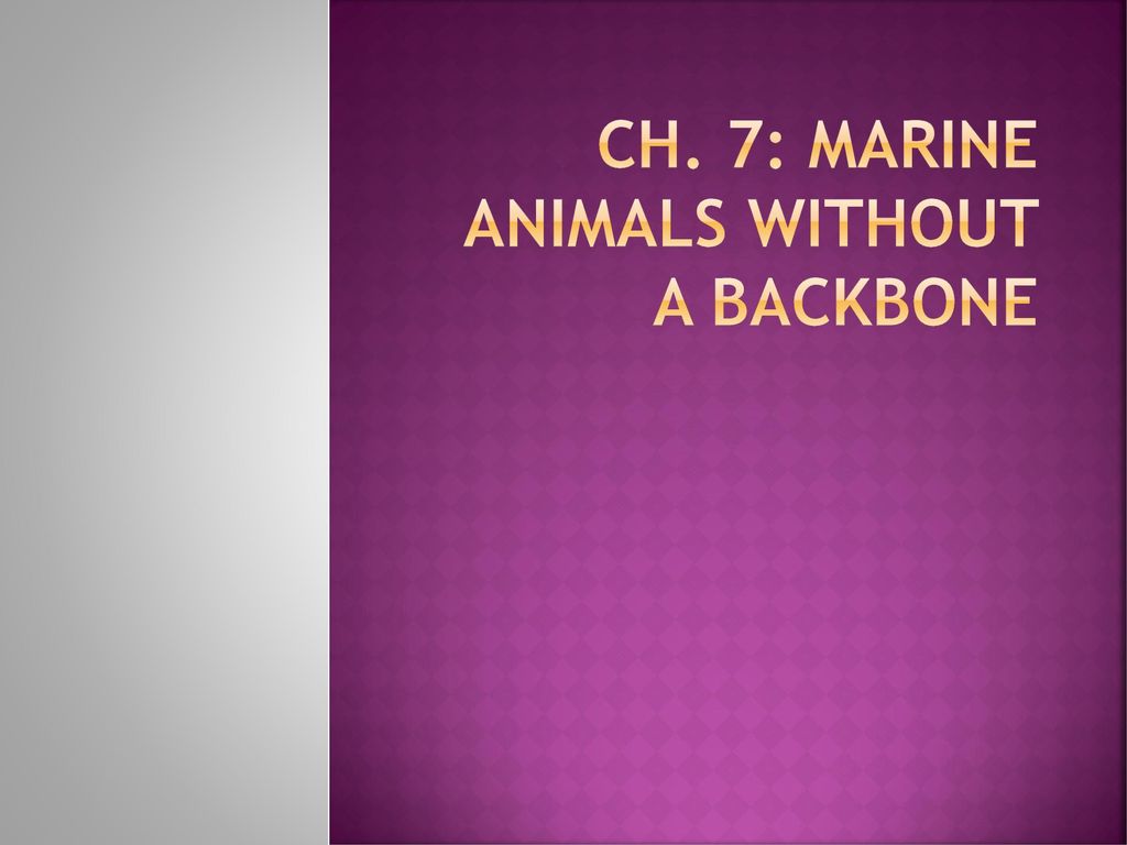 Ch. 7: Marine Animals Without a Backbone - ppt download