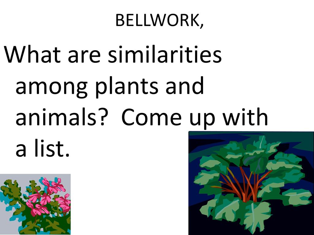 What are similarities among plants and animals? Come up with a list. - ppt  download