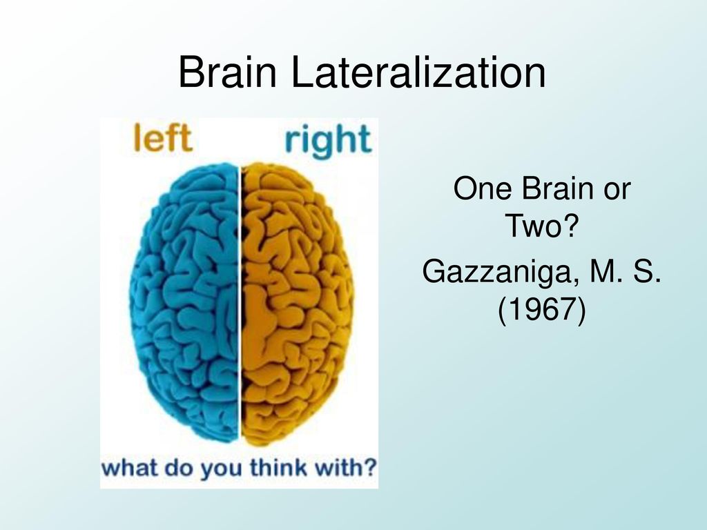 one brain or two gazzaniga