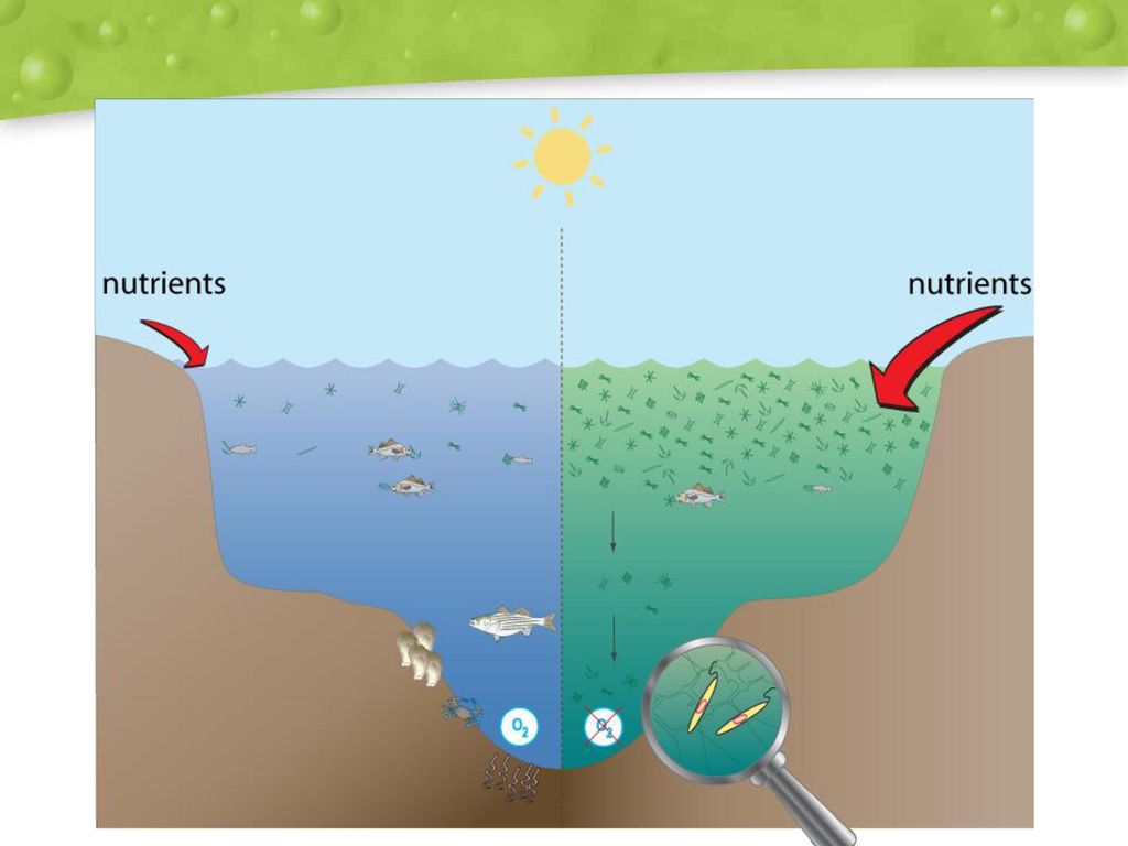 Вода зон. Мертвая зона океана. Dead Zones in the Ocean. Dead Zone (ecology). Акватическая мёртвая зона.