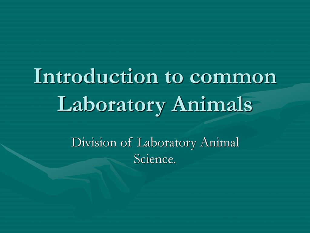 Introduction to common Laboratory Animals - ppt download