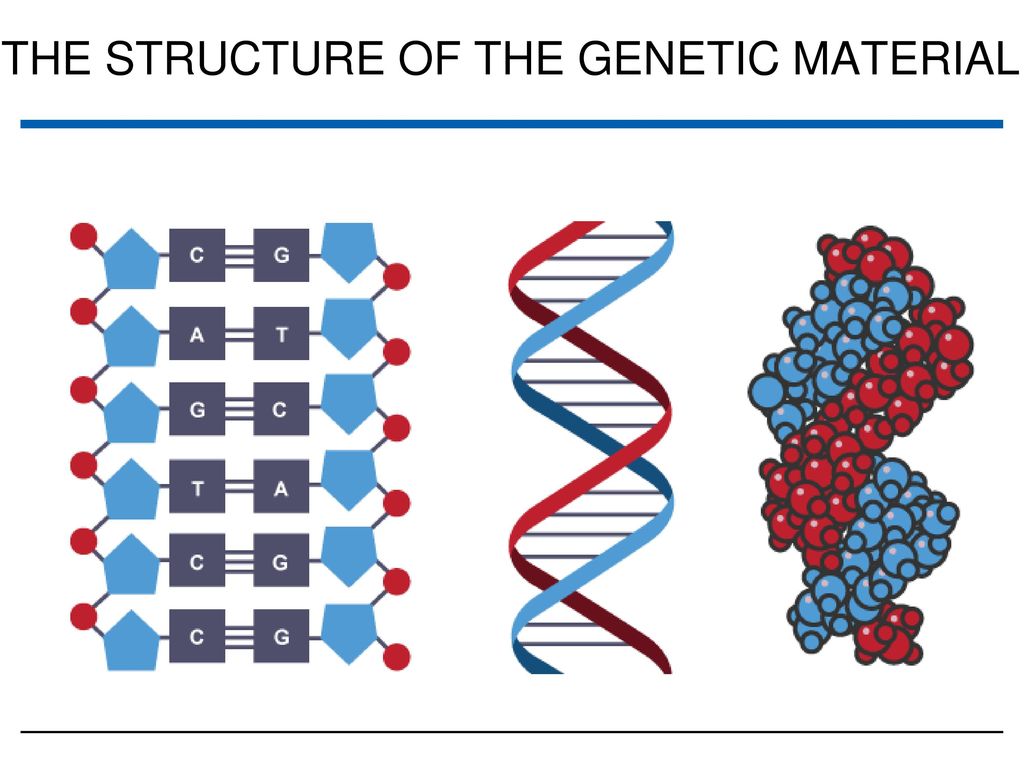 THE STRUCTURE OF THE GENETIC MATERIAL - ppt download