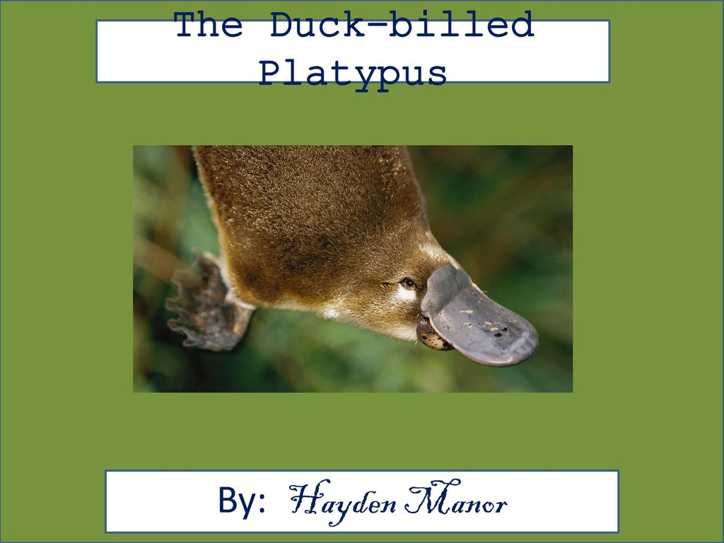 The Duck-billed Platypus - ppt download