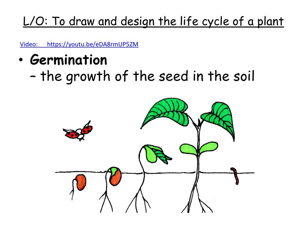 L O To Draw And Design The Life Cycle Of A Plant Ppt Download L O To Draw And Design The Life Cycle Of A Plant Ppt Download