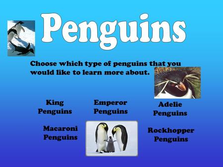 King Penguins Rockhopper Penguins Macaroni Penguins Adelie Penguins Emperor Penguins Choose which type of penguins that you would like to learn more about.