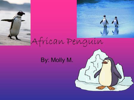 African Penguin By: Molly M.. Physical Characteristics The African Penguin has shiny, waterproof feathers. There are about 70 feathers per square inch.