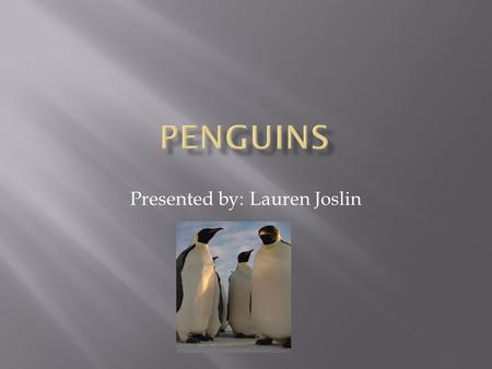 Presented by: Lauren Joslin.  Emperor PenguinsHumboldt Penguin  King PenguinMagellanic Penguin  Royal PenguinAdelie Penguin  Chinstrap Penguin  Gentoo.