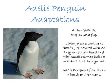 Adelie Penguin Adaptations