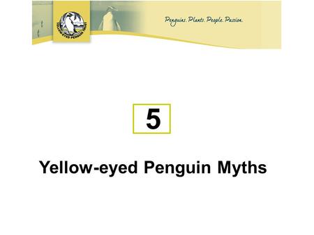 5 Yellow-eyed Penguin Myths. Myth No 1. Yellow-eyed penguins are cute and cuddly.