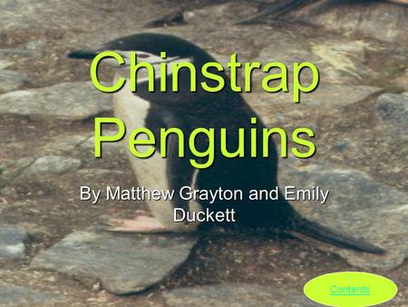 Chinstrap Penguins By Matthew Grayton and Emily Duckett Contents.