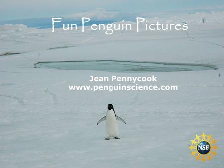 Jean Pennycook www.penguinscience.com Fun Penguin Pictures.