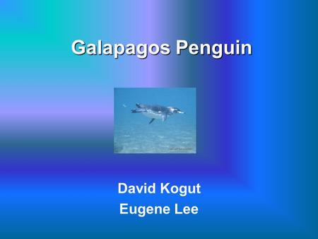 Galapagos Penguin David Kogut Eugene Lee. Galapagos Penguin Scientific Name: Spheniscus mendiculus Primarily in the Fernandina Island and the west coast.
