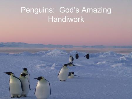 Penguins: God’s Amazing Handiwork. Emperor penguins *They are the tallest of all penguins. * They live near and in the South Pole (Antarctica). * They.