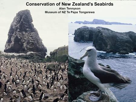 Conservation of New Zealand’s Seabirds Alan Tennyson Museum of NZ Te Papa Tongarewa.