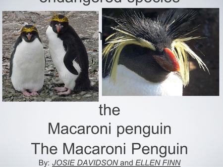 Endangered species thema mac the Macaroni penguin The Macaroni Penguin By: JOSIE DAVIDSON and ELLEN FINN.