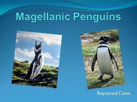 Raymond Cann. Overview  Name  Location  Habitat  Features  Penguin features  Penguin Tuxedos  Close relatives  Diet  Excellent swimmers  Hunting.