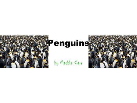 Penguins by Maddie Carr. 2 Table of Contents WHERE DO THEY LIVE ? Pg 3 WHAT DO THEY EAT ? Pg 4 GROWING UP Pg 5 HOW BIG DO THEY GET ? Pg 6 WHAT DO THEY.