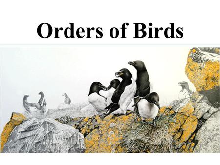 Orders of Birds. ~8900 species of birds ~28 orders (depends on who’s counting) ~166 families several new species described each year.