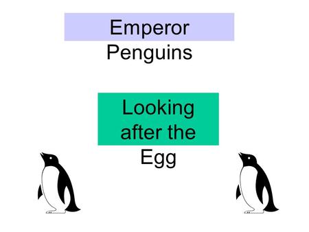 Emperor Penguins Looking after the Egg What are we going to learn ? What the Emperor Penguin looks like How the female looks after the egg.