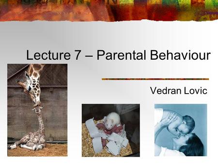 Lecture 7 – Parental Behaviour Vedran Lovic Term Test 1 Vedran’s office hours: Thursday, Nov. 4 (10-12) and Tuesday, Nov. 9 (2-3).