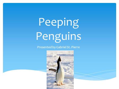 Peeping Penguins Presented by Gabriel St. Pierre.