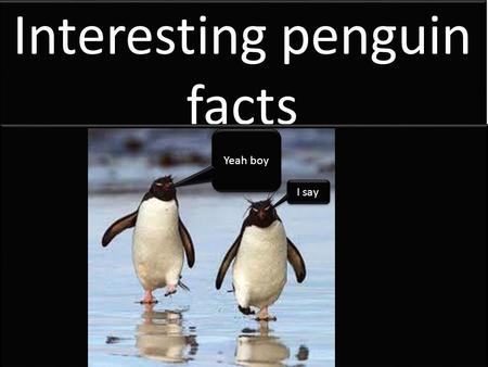 Interesting penguin facts Yeah boy I say. Penguins have corneas which act like classes that help them see underwater.