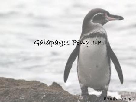 Galapagos Penguin Brooke Arends. Description. The Galapagos penguin is the smallest of warm weathered penguins and stands only 16 to 18 inches tall, weighing.