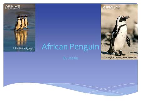 African Penguin By Jessie  The African Penguin lives on the coast of Africa and on nearby islands Habitat.