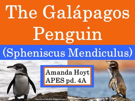 The Galápagos Penguin (Spheniscus Mendiculus) Amanda Hoyt APES pd. 4A
