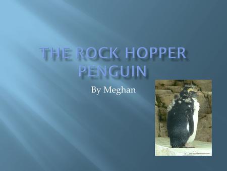 By Meghan.  The Rock hopper penguin lives on the islands north of Antarctica, from Chile to new Zealand.