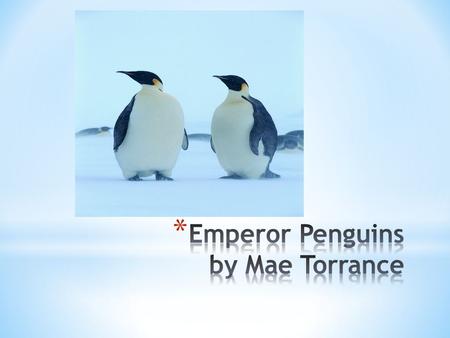 * The Emperor penguin is the biggest penguin. * Lives 20-50 years * Black, white, and yellow * Webbed feet and long beaks * Have flippers that help them.