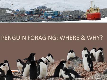 PENGUIN FORAGING: WHERE & WHY? * Lesson Plan PPT to use with students *