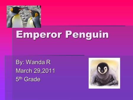 Emperor Penguin By: Wanda R March 29,2011 5 th Grade.