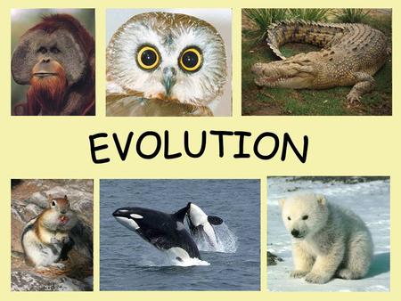 EVOLUTION.