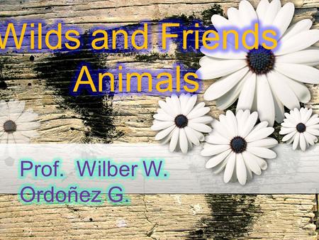 Wild or exotic animals are found in nature. Wild animals have lived for thousands and thousands of years without the direct influence of humans. They.