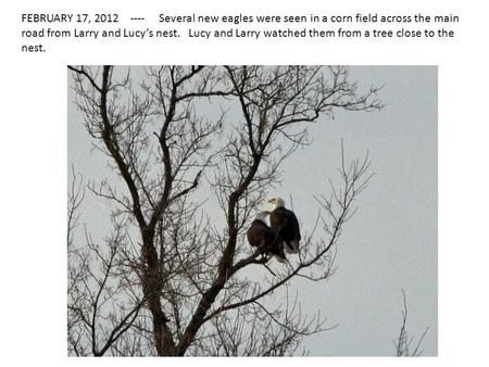 FEBRUARY 17, 2012 ---- Several new eagles were seen in a corn field across the main road from Larry and Lucy’s nest. Lucy and Larry watched them from a.