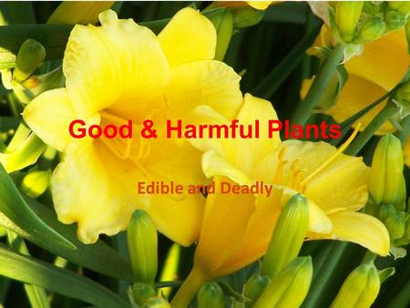 Good & Harmful Plants Edible and Deadly.