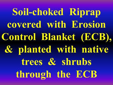 Soil-choked Riprap covered with Erosion Control Blanket (ECB), & planted with native trees & shrubs through the ECB.