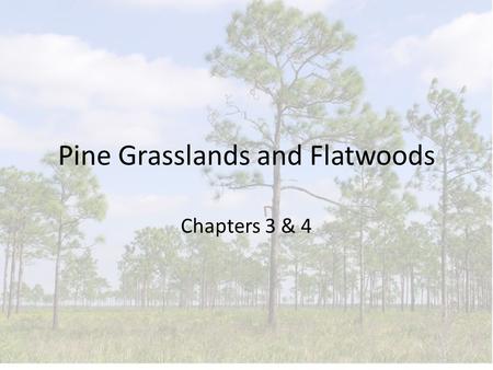 Pine Grasslands and Flatwoods Chapters 3 & 4. Pine Grasslands Pine ecosystems in uplands Once the dominant ecosystem in North and Central Florida (as.