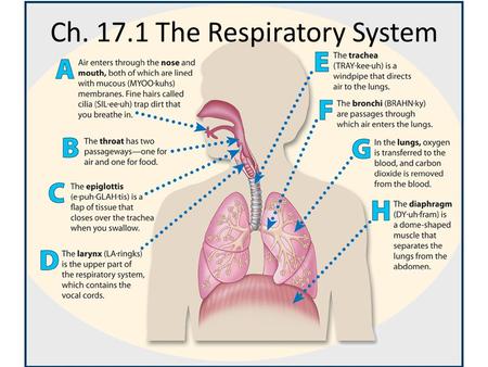 Ch The Respiratory System
